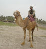 The Camel2