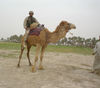 The Camel
