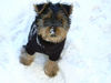 Ozzy, my dog