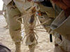 camel spiders of death