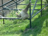 Monkeeyyy