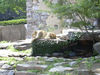 its nala (i think its a girl)