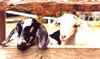 Awwww goats, aren't they cute?