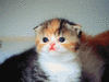 catanimation
