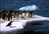 penguins!