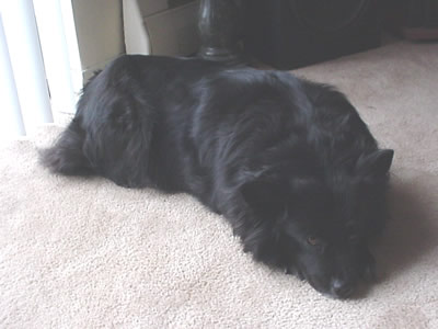 My dog