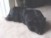 My dog